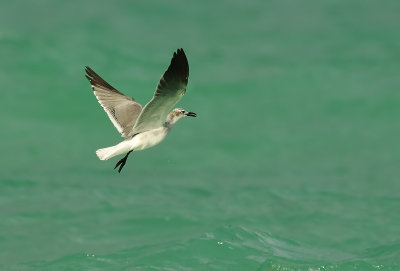 Laughing Gull