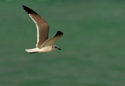 Laughing Gull