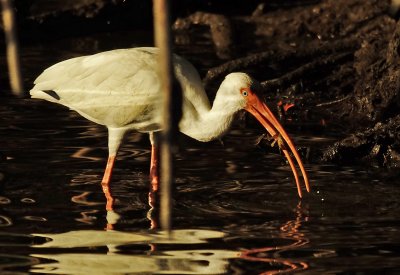 White Ibis