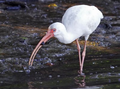 White Ibis