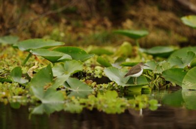 Spotted Sandpiper