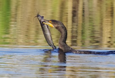 Double-crested Cormorant