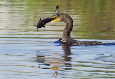 Double-crested Cormorant