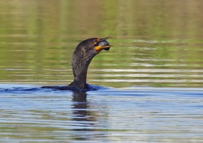 Double-crested Cormorant