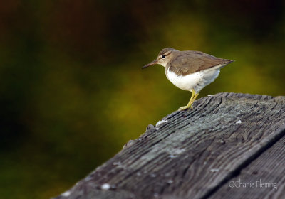 Spotted Sandpiper