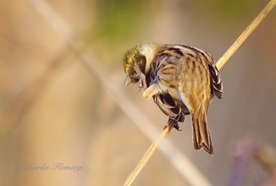 Reed Bunting - Emberiza schoeniclus