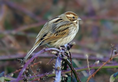 Reed Bunting - Emberiza schoeniclus