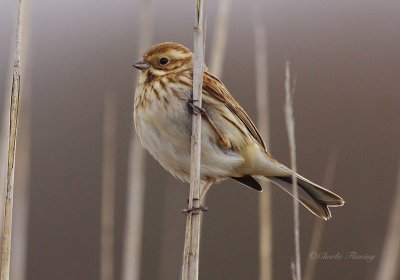 Reed Bunting - Emberiza schoeniclus