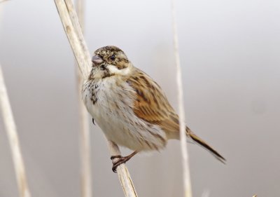 Reed Bunting - Emberiza schoeniclus