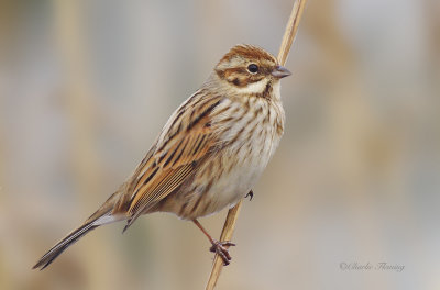 Reed Bunting - Emberiza schoeniclus