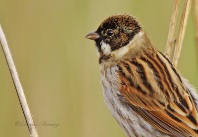 Reed Bunting - Emberiza schoeniclus