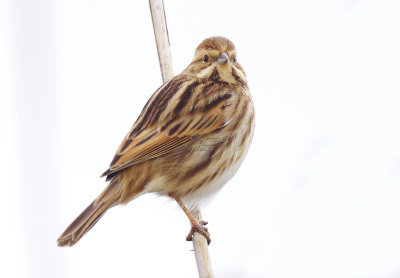 Reed Bunting - Emberiza schoeniclus