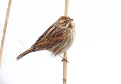 Reed Bunting - Emberiza schoeniclus