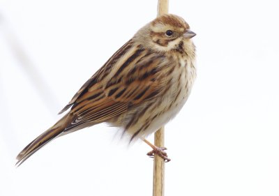 Reed Bunting - Emberiza schoeniclus