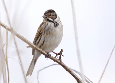 Reed Bunting - Emberiza schoeniclus