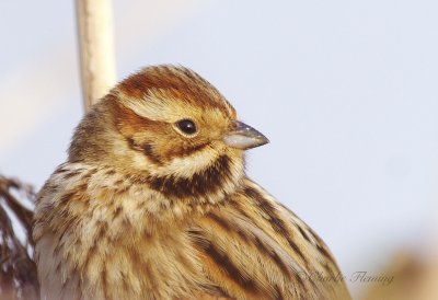 Reed Bunting - Emberiza schoeniclus