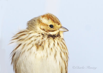 Reed Bunting - Emberiza schoeniclus