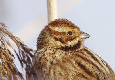 Reed Bunting - Emberiza schoeniclus