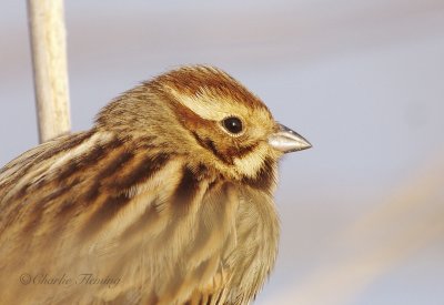 Reed Bunting - Emberiza schoeniclus