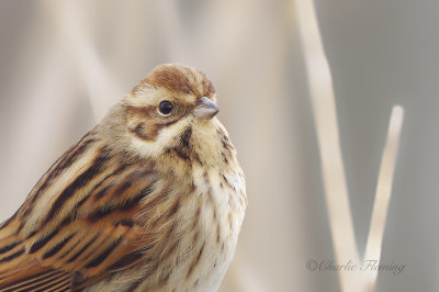 Reed Bunting - Emberiza schoeniclus