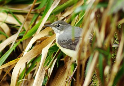 Grey Wagtail