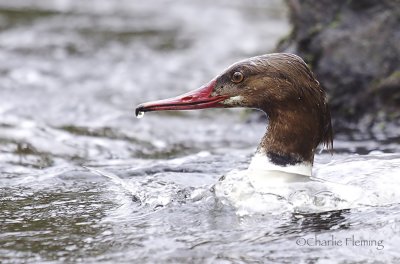 Goosander