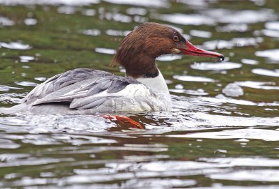 Goosander