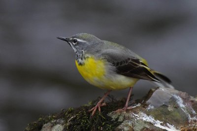 Grey Wagtail