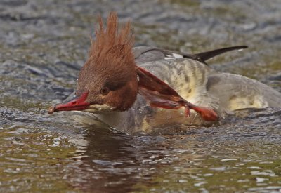 Goosander