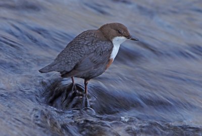 Dipper - Cinclus cinclus