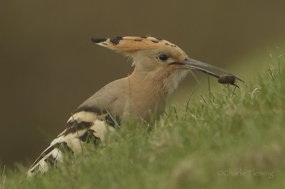 Hoopoe - Upupa epops