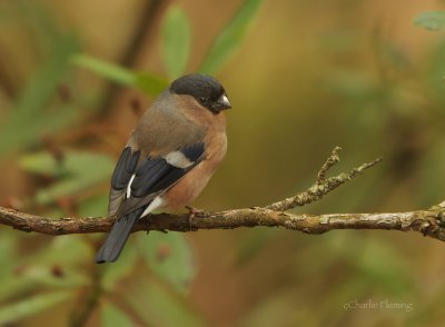 Bullfinch - Pyrrhula pyrrhula (female)