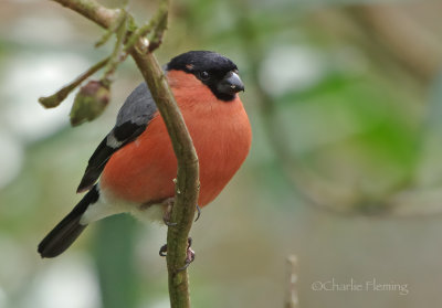 Bullfinch - Pyrrhula pyrrhula