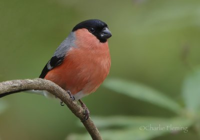 Bullfinch - Pyrrhula pyrrhula