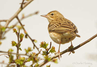 Tree Pipit