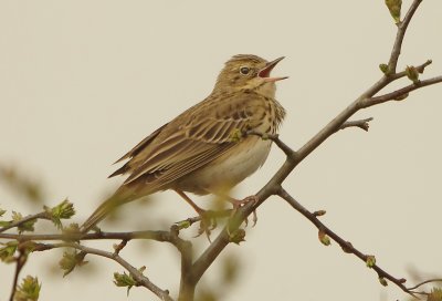 Tree Pipit