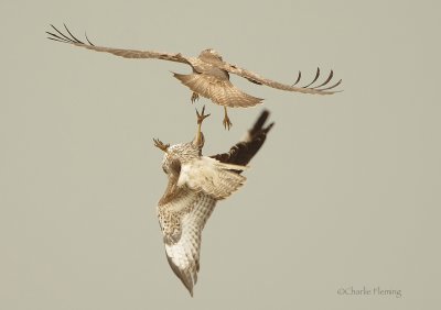Buzzard - Buteo buteo