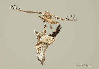 Buzzard - Buteo buteo