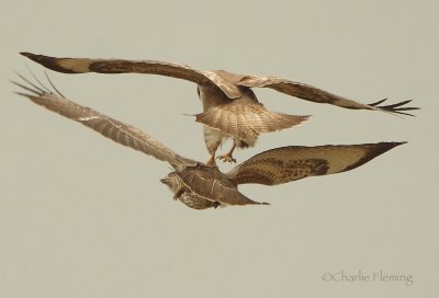 Buzzard - Buteo buteo