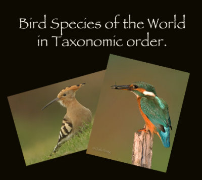 Birds of the world in Taxonomic order.     Species count  to January  2023 is 947