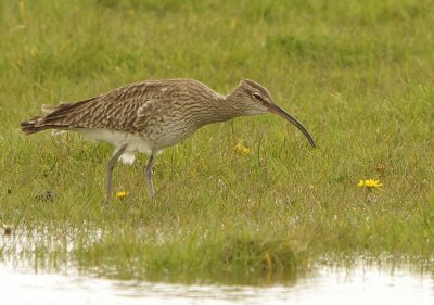 Whimbrel