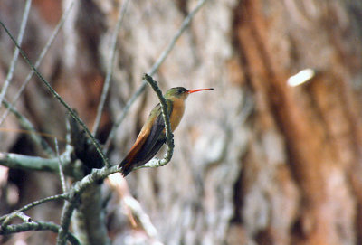 Cinnamon Hummingbird - Amazilia rutila 
