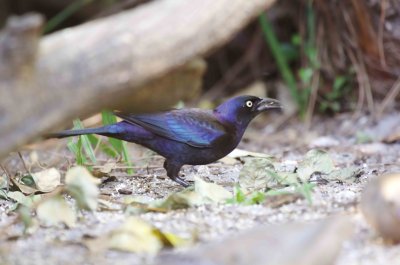 Common Grackle, Quiscalus quiscula