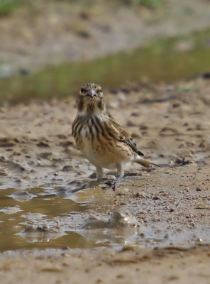 Corn Bunting