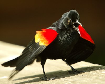 Red Winged Blackbird - Agelaius phoeniceus