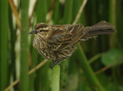 Red Winged Blackbird - Agelaius phoeniceus