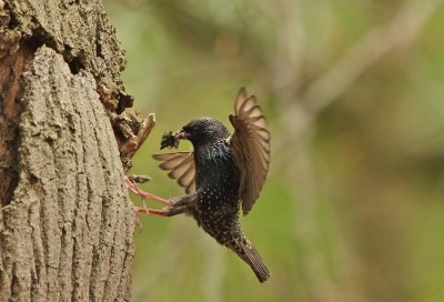 Common Starling - Sturnus vulgarus