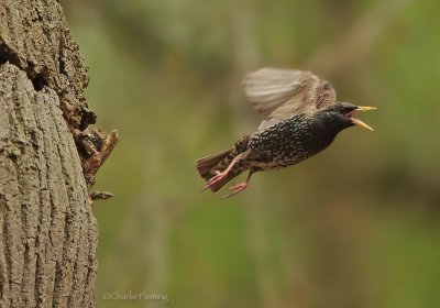 Common Starling - Sturnus vulgarus