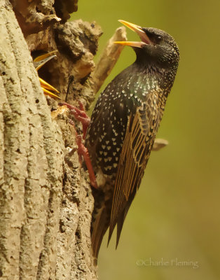 Common Starling - Sturnus vulgarus