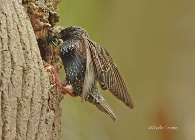 Common Starling - Sturnus vulgarus